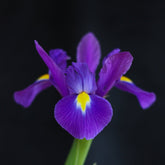 Dutch Iris (Iris x hybrid) – Elegant Spring Blooms - Oldboy&