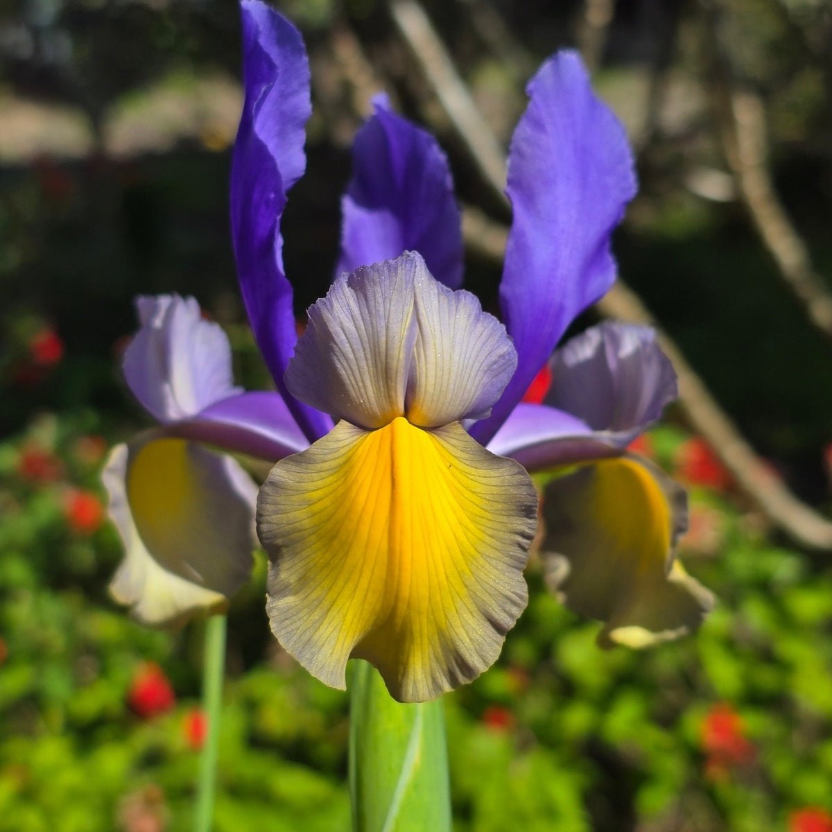 Dutch Iris &