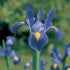 Dutch Iris &