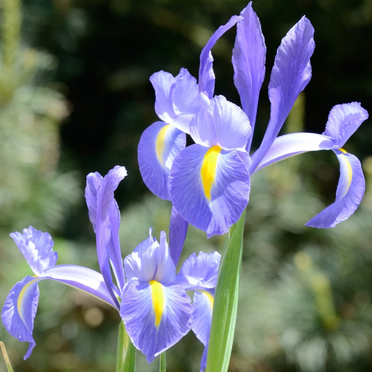 Dutch Iris &