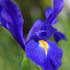 Dutch Iris &
