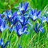 Dutch Iris &