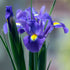 Dutch Iris &