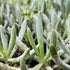 Dwarf Blue Chalk Sticks | Dwarf Chalk Sticks (Syn. Senecio serpens) – 50mm Pot - Oldboy&