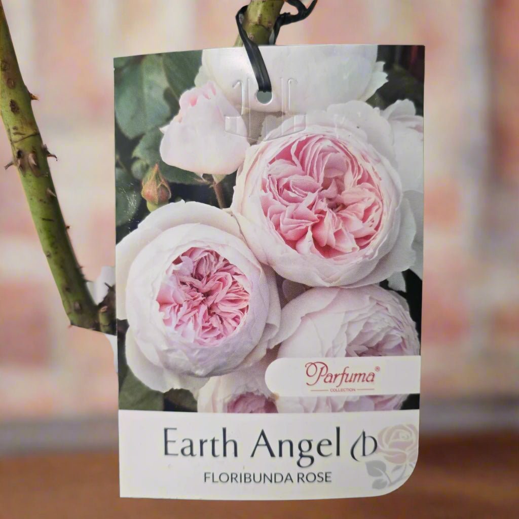 Earth Angel™ – Premium – Floribunda Rose by Kordes - Oldboy&