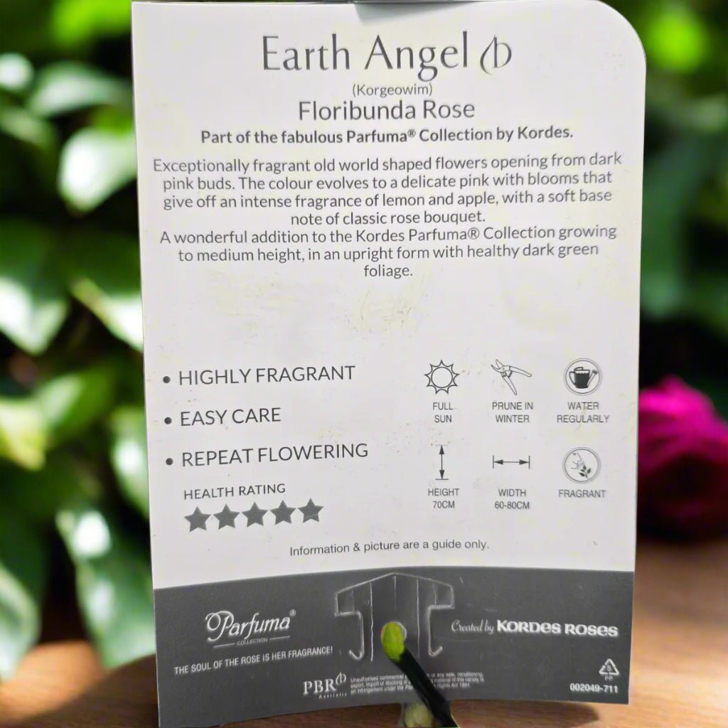 Earth Angel™ – Premium – Floribunda Rose by Kordes - Oldboy&