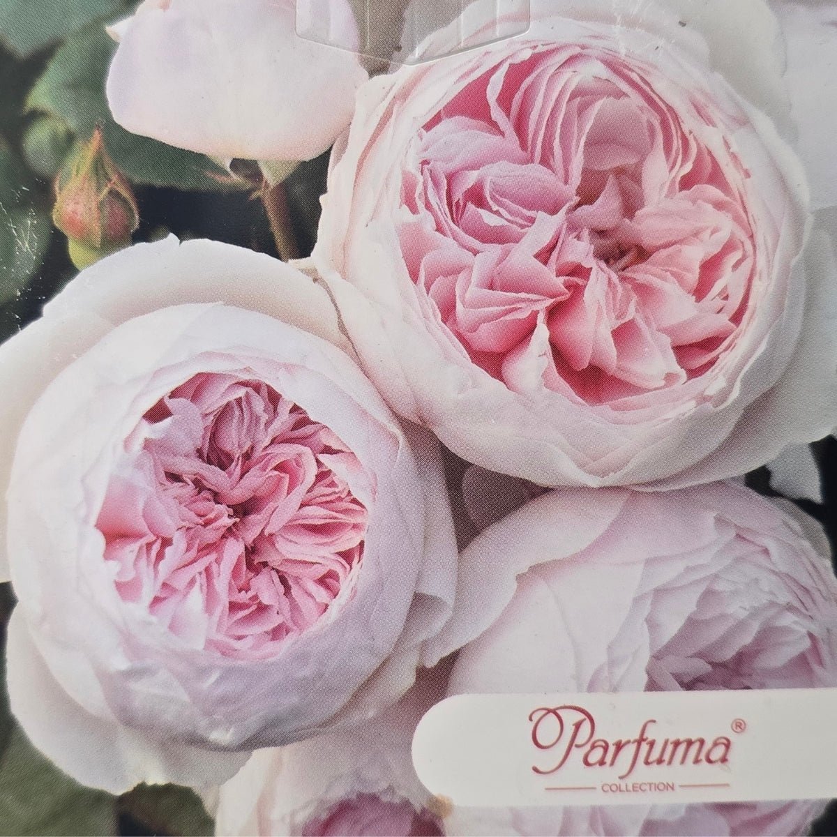 Earth Angel™ – Premium – Floribunda Rose by Kordes - Oldboy&