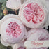 Earth Angel™ – Premium – Floribunda Rose by Kordes - Oldboy&