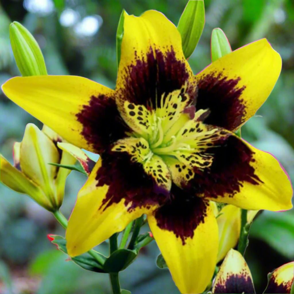Easy Dance Pollen‑Free Asiatic Lily Bulb – Sulphur Yellow with Maroon Contrast - Oldboy&