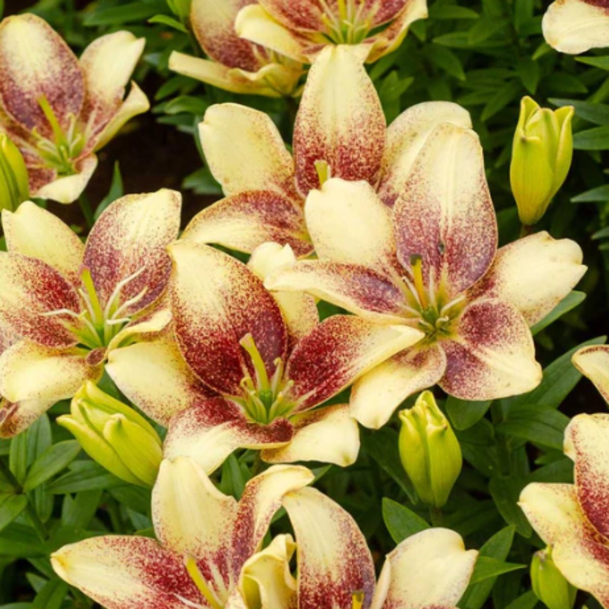 Easy Spot Pollen‑Free Asiatic Lily Bulb – Creamy Petals with Maroon Spots - Oldboy&