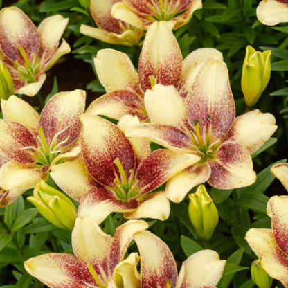 Easy Spot Pollen‑Free Asiatic Lily Bulb – Creamy Petals with Maroon Spots - Oldboy&