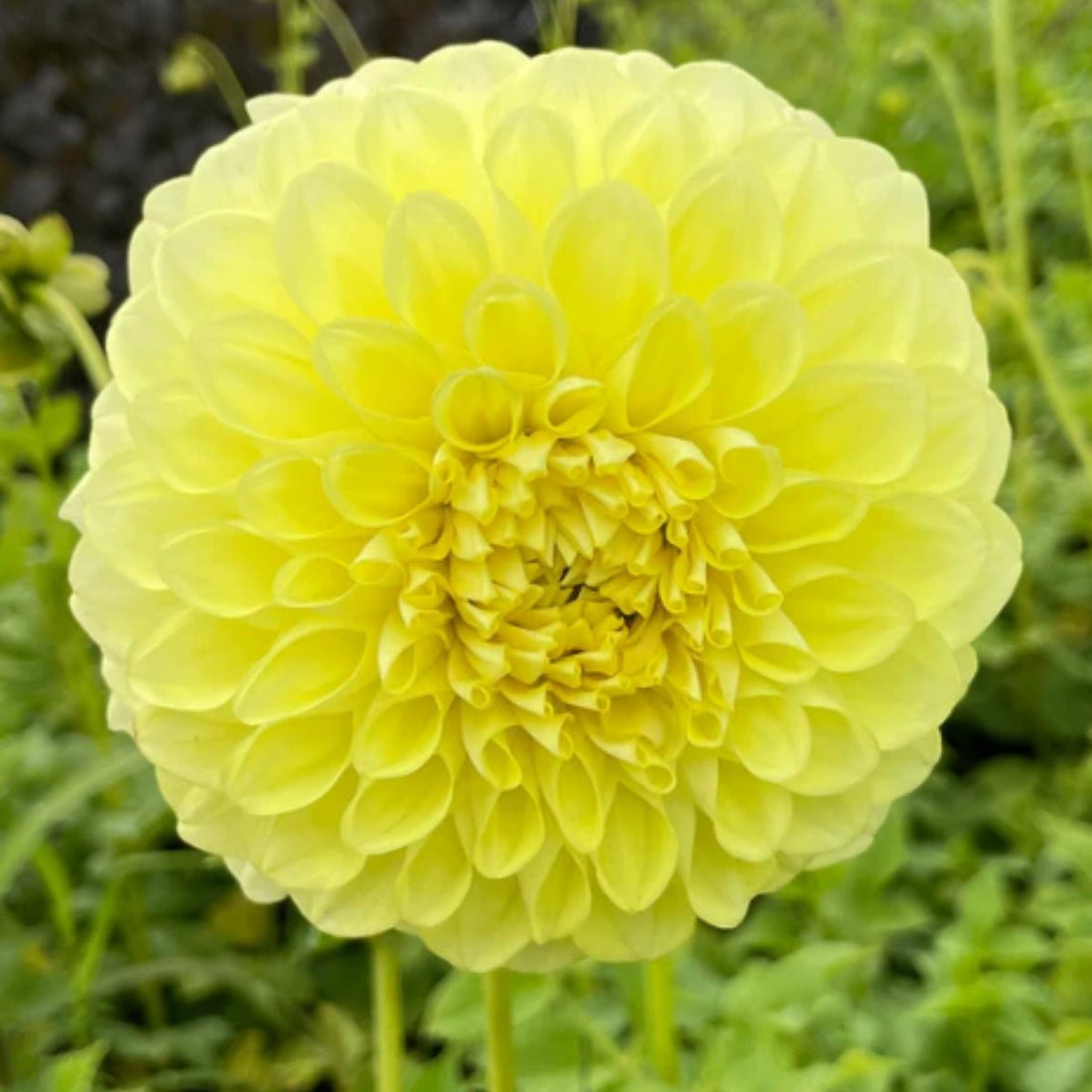 Edna C Dahlia Dry Bulb — Buttery Yellow Decorative Blooms 🌞 - Oldboy&