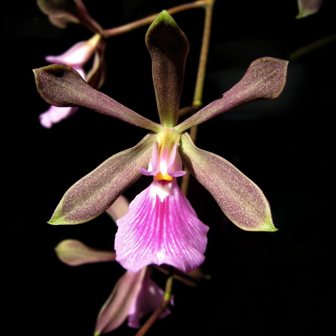 Encyclia cordigera var. rosea | Fragrant Pink Encyclia Orchid - Oldboy&