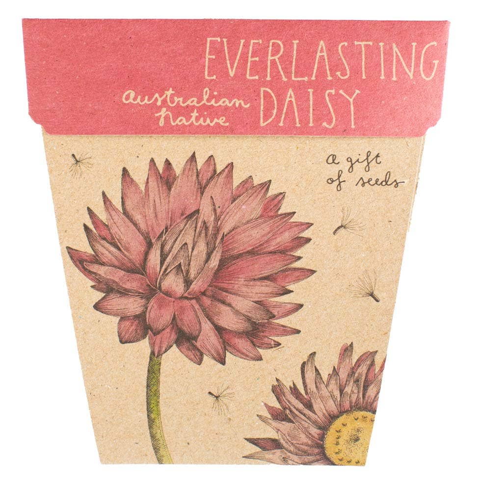 Everlasting Daisy Gift of Seeds – Native Aussie Paper Blooms 💌🌼 - Oldboy&