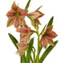 Exotic Star Hippeastrum Bulb | Amaryllis – Green & Raspberry Blooms - Oldboy&
