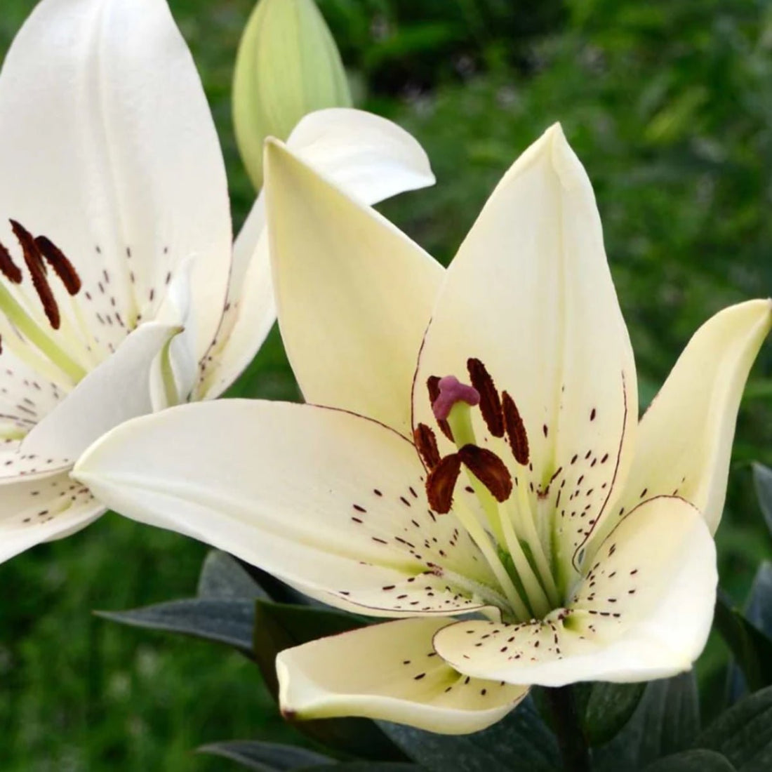 ‘Eyeliner’ – White &amp; Burgundy LA Hybrid Lilium Bulbs – Striking Summer Blooms - Oldboy&