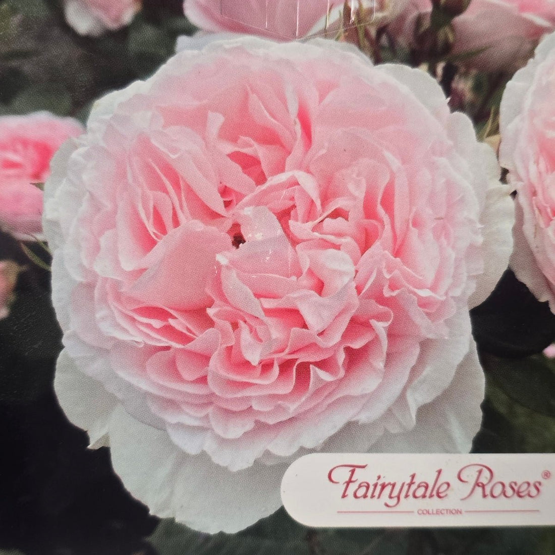 Fairytale Magic™ – Premium - Floribunda Rose by Kordes - Oldboy&