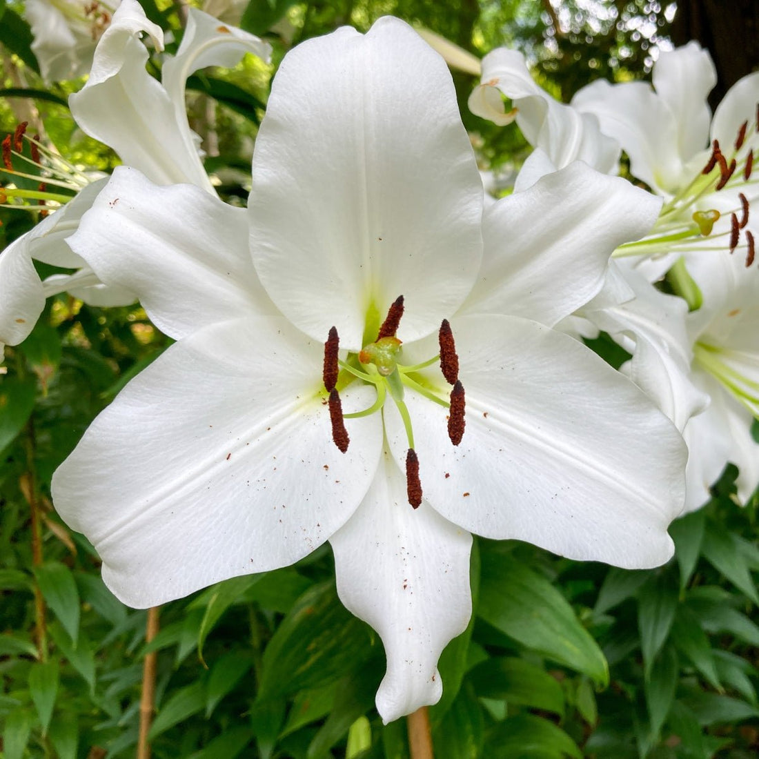 Fastrada Oriental Trumpet Lily Bulb – Lilium Hybrid - Oldboy&