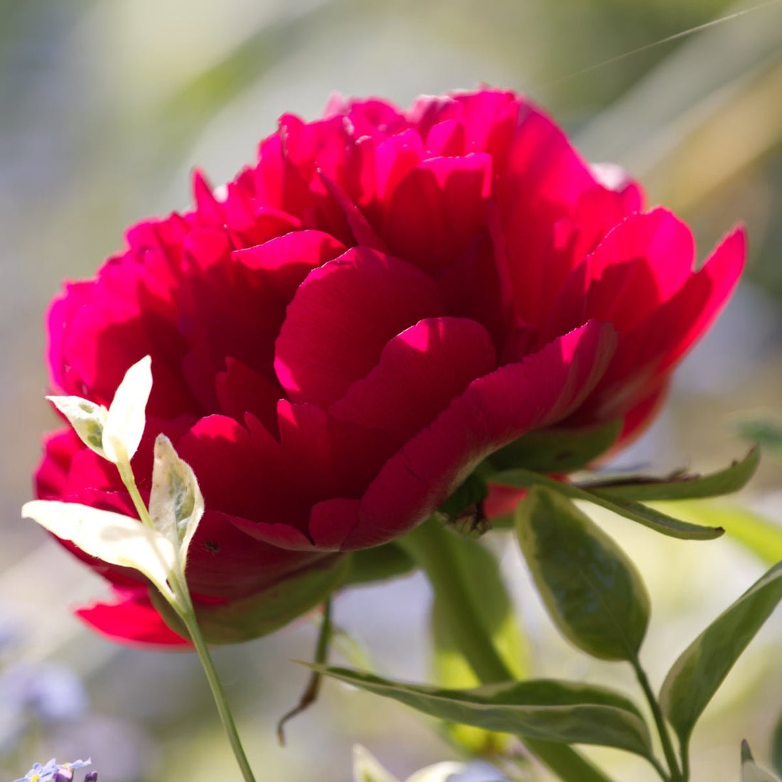 Felix Supreme – Peony – Herbaceous - Paeonia lactiflora - Oldboy&