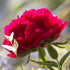 Felix Supreme – Peony – Herbaceous - Paeonia lactiflora - Oldboy&