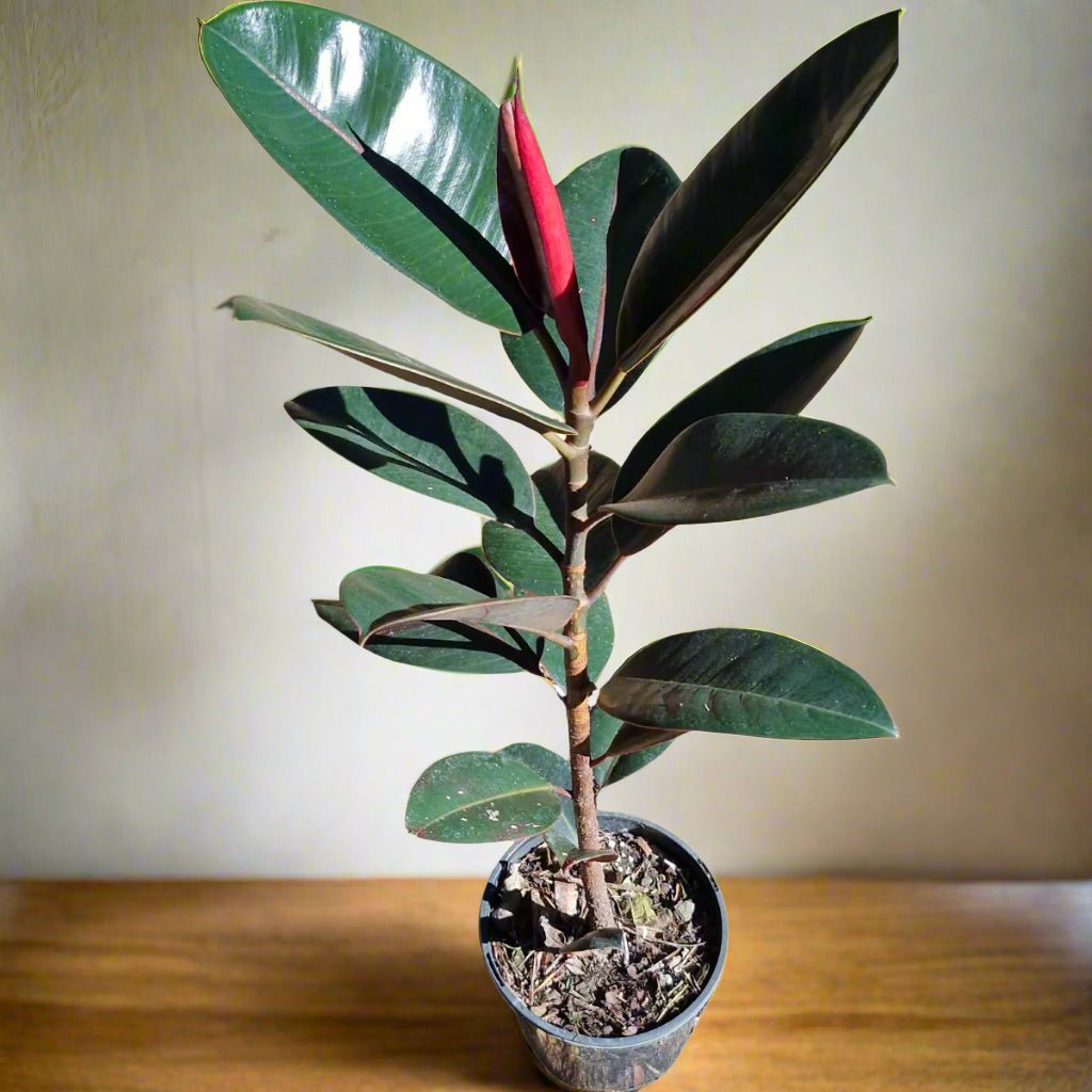 Ficus &