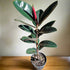 Ficus &