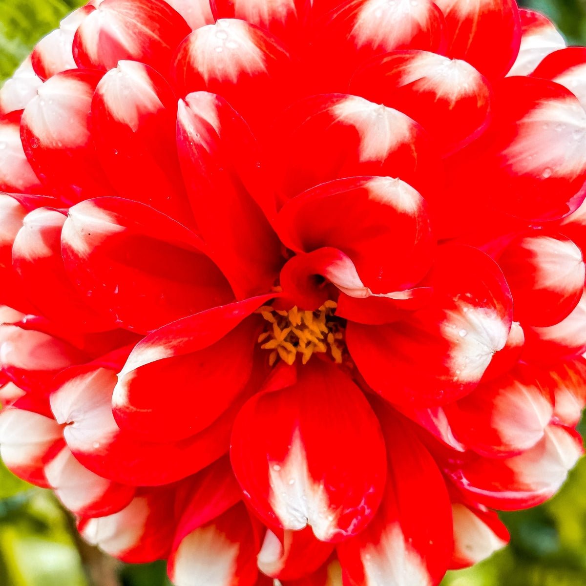 Fire and Ice Dahlia | Red and White Ball Dahlia Tuber - Oldboy&