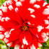 Fire and Ice Dahlia | Red and White Ball Dahlia Tuber - Oldboy&