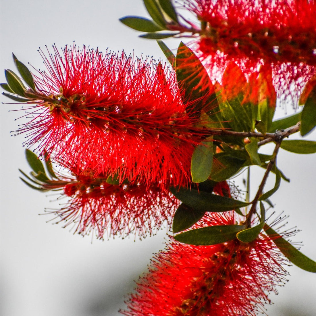 Firebrand Bottlebrush (Callistemon citrinus &