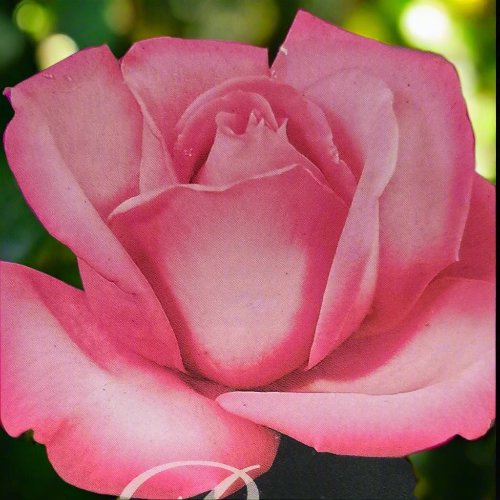 First Prize – General – Hybrid Tea Rose - Oldboy&
