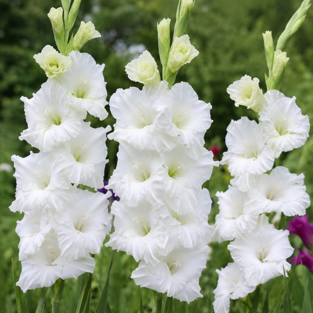 Flevo Ice - Gladioli - Bulb - Gladiolus Grandiflorus - White Blooms - Oldboy&