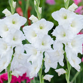 Flevo Ice - Gladioli - Bulb - Gladiolus Grandiflorus - White Blooms - Oldboy&