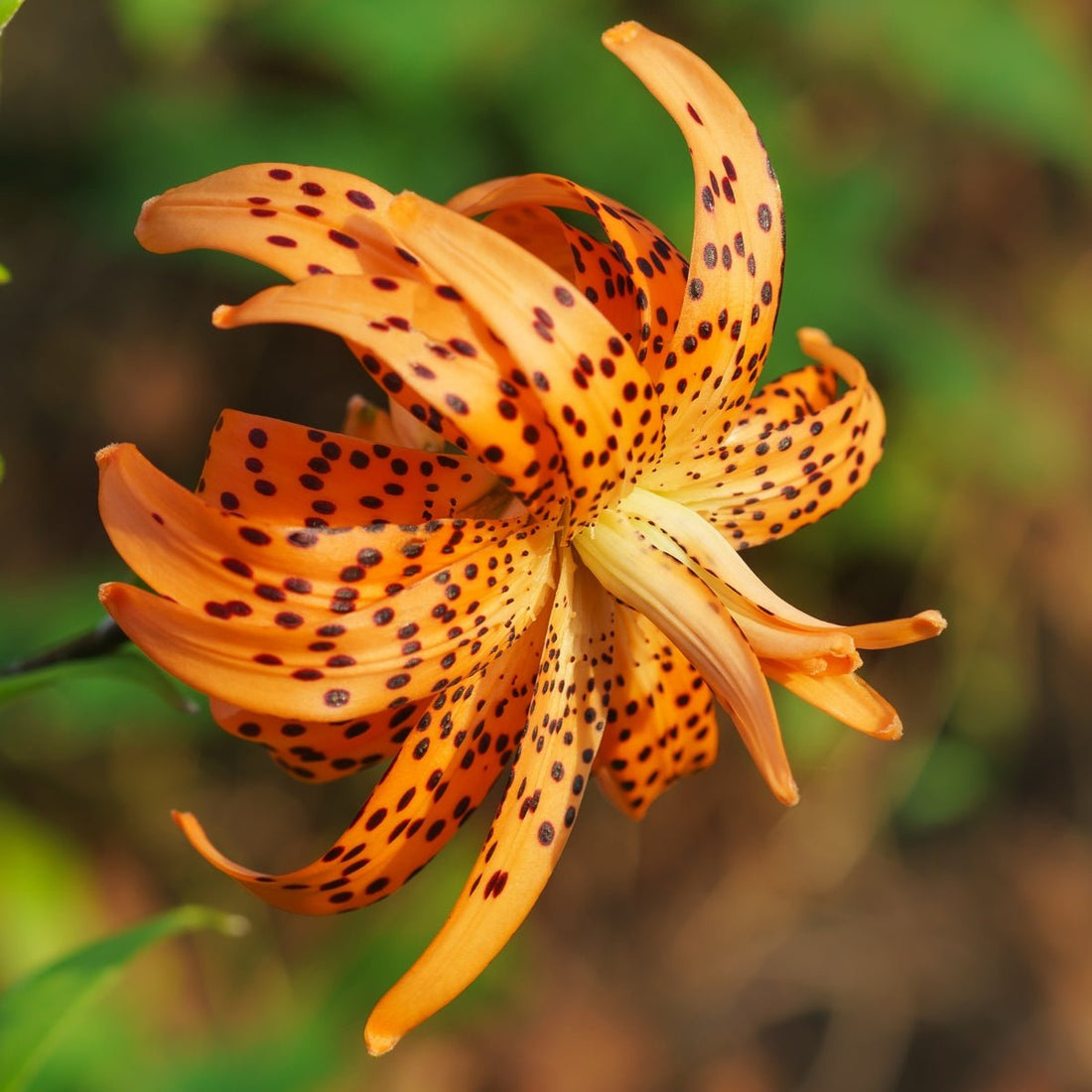 ‘Flore Pleno’ – Tiger Hybrid Lily (Lilium Hybrid) Bulb – Delightful Double Blooms - Oldboy&