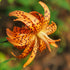 ‘Flore Pleno’ – Tiger Hybrid Lily (Lilium Hybrid) Bulb – Delightful Double Blooms - Oldboy&
