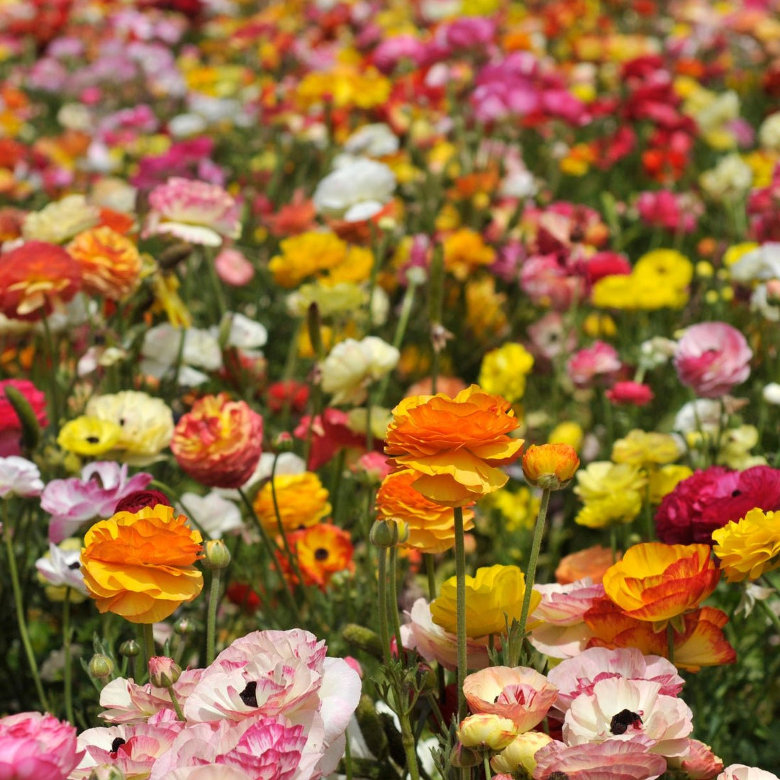 Florentine Ranunculus &
