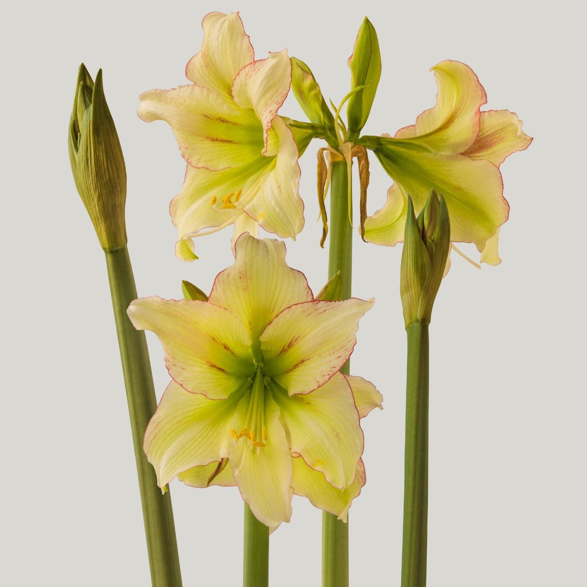 Forest Sunset Hippeastrum Bulb | Amaryllis – Creamy White Blooms with Pink-Red Brushstrokes - Oldboy&