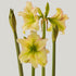 Forest Sunset Hippeastrum Bulb | Amaryllis – Creamy White Blooms with Pink-Red Brushstrokes - Oldboy&
