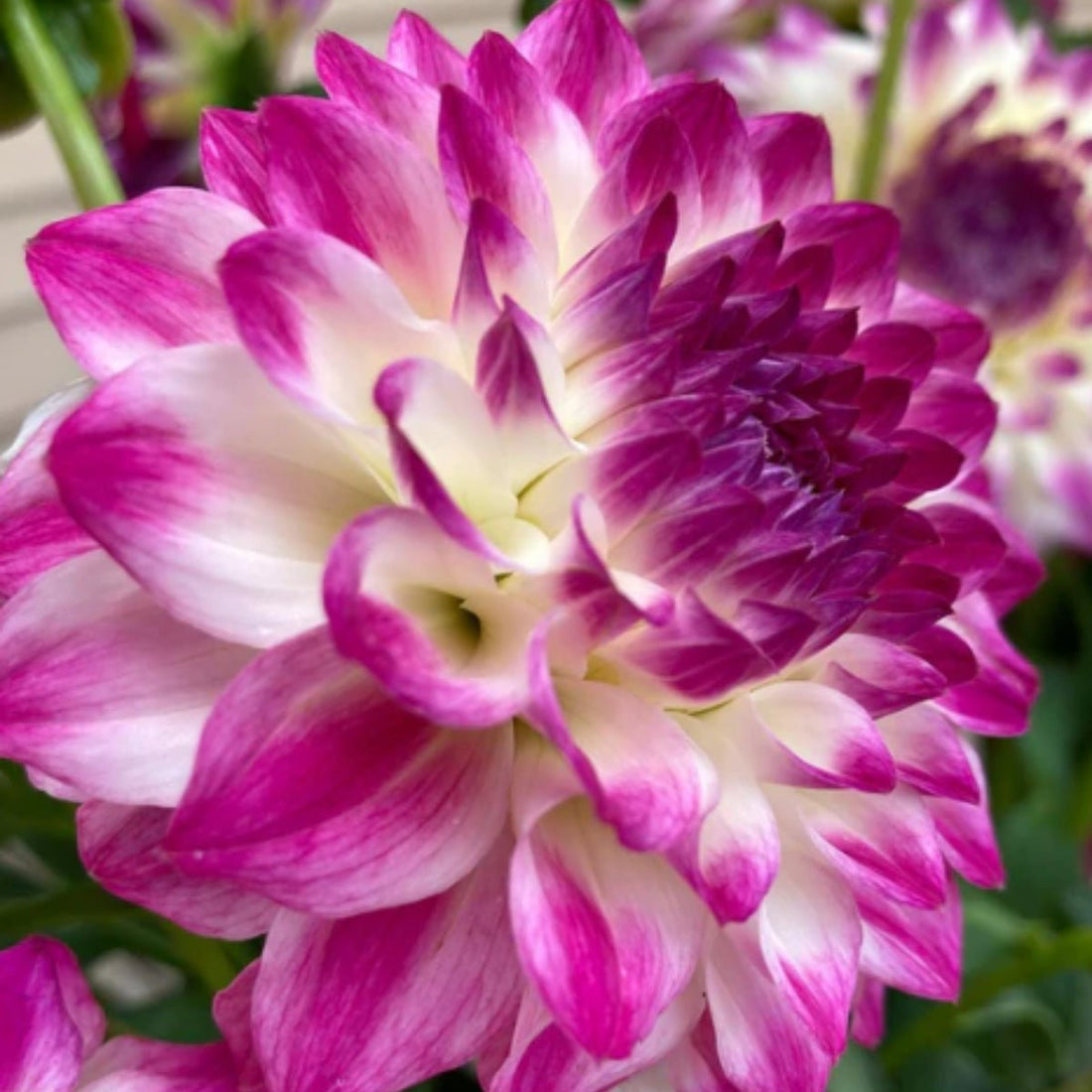 Formby Art Dahlia Dry Bulb — Lilac - Pink &amp; White Small Ball Blooms 🎨 - Oldboy&