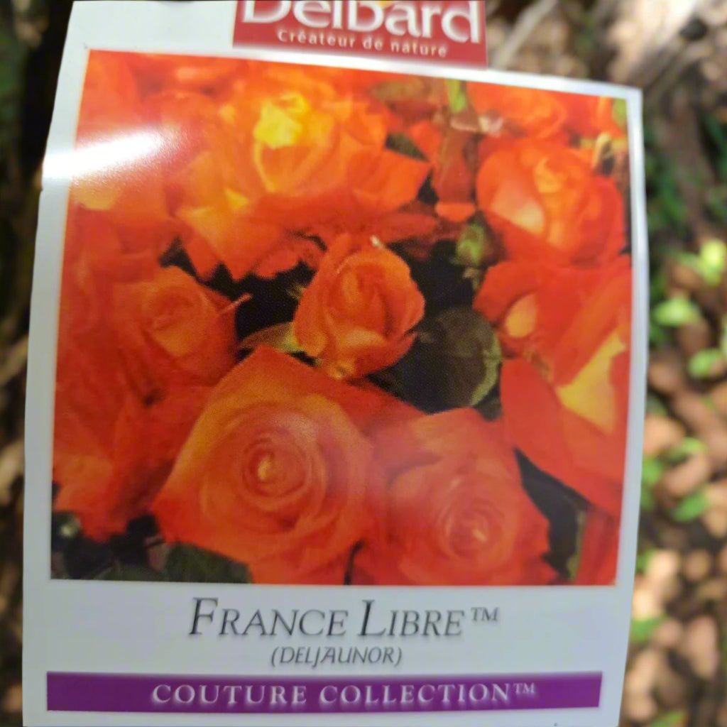 France Libre™ – Premium - Hybrid Tea Rose by Delbard - Oldboy&