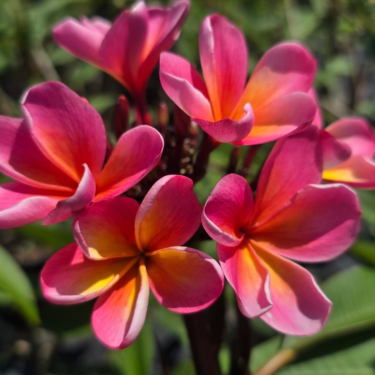 Frangipani (Plumeria Rubra) - Cuttings &amp; Bare-rooted - Oldboy&
