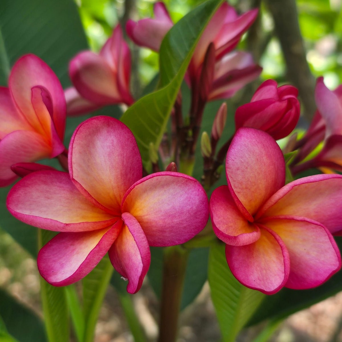 Frangipani (Plumeria Rubra) - Cuttings &amp; Bare-rooted - Oldboy&