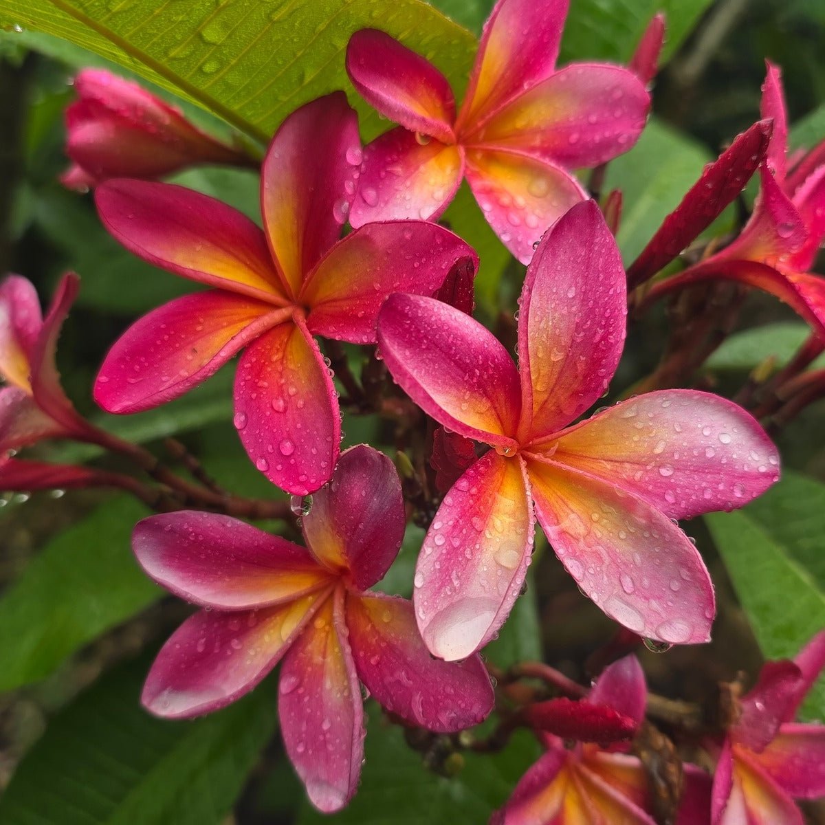 Frangipani (Plumeria Rubra) - Cuttings &amp; Bare-rooted - Oldboy&