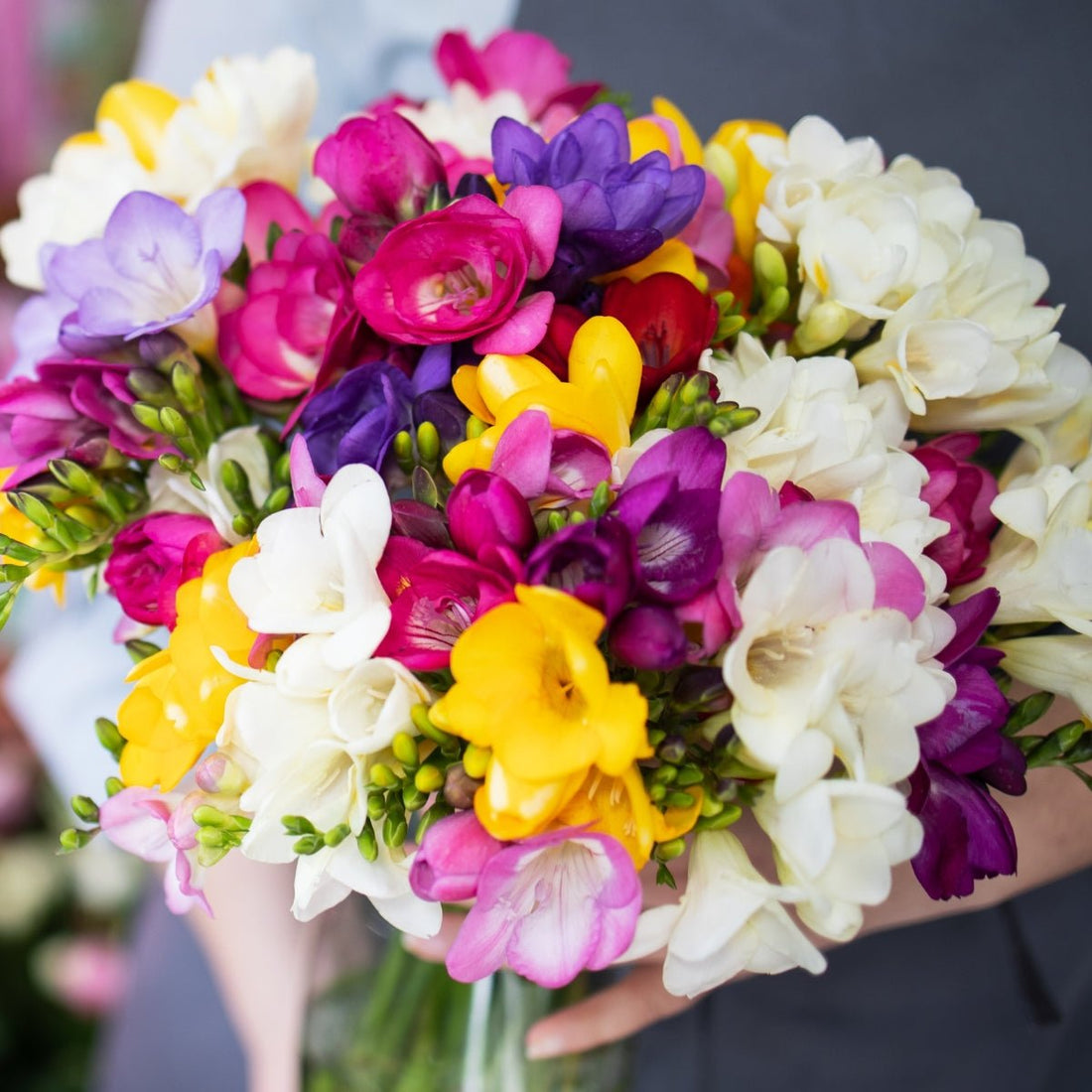 Freesia Bedding Mix (Freesia x Hybrid) - Pre - Order - Oldboy&