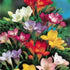 Freesias - Bedding Mixed - Oldboy&