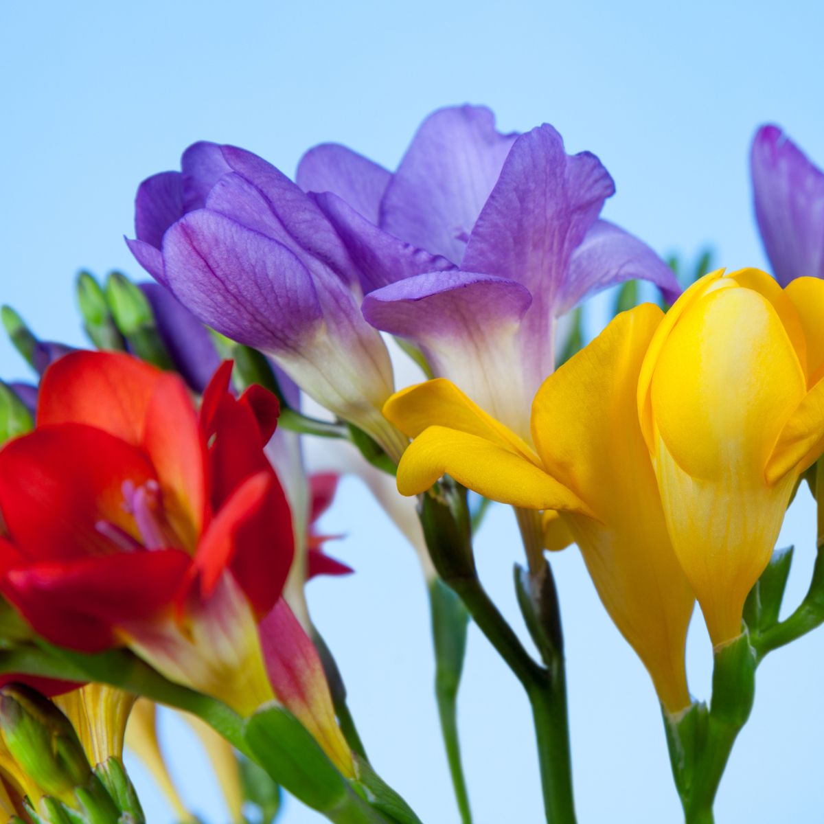 Freesias - Bedding Mixed - Oldboy&