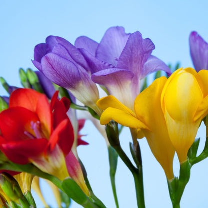 Freesias - Bedding Mixed - Oldboy&