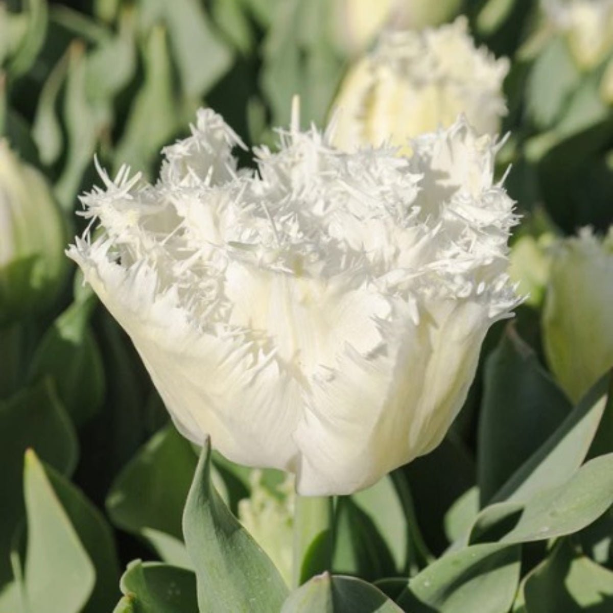 Fringed Tulip ‘White Ice’ (Tulipa hybrida) – Elegant White Blooms - Oldboy&