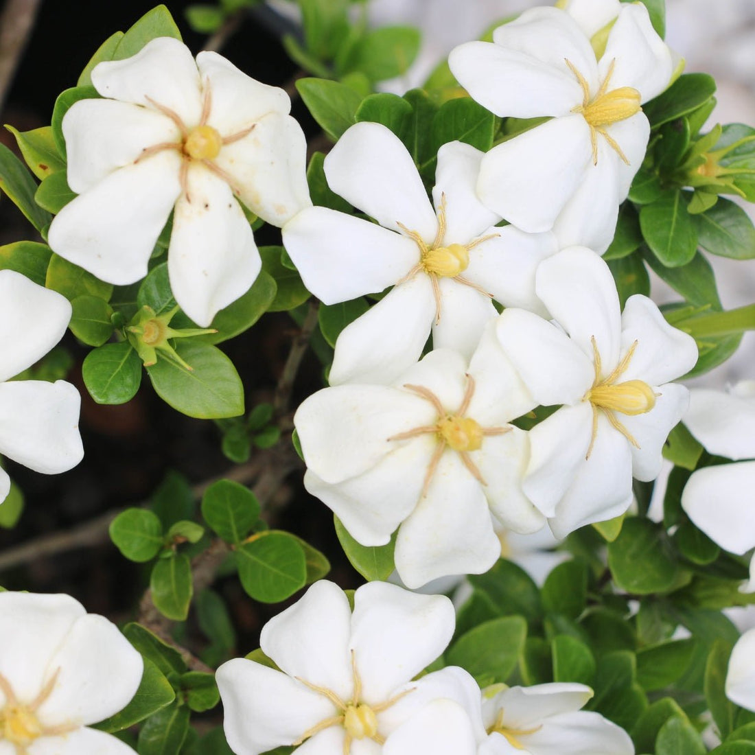 Gardenia ‘Grandiflora Star’ – Elegant Fragrant Star‑Flowering Shrub - Oldboy&