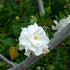 Gardenia magnifica – Elegant Fragrant Flowering Shrub for Australian Gardens - Oldboy&