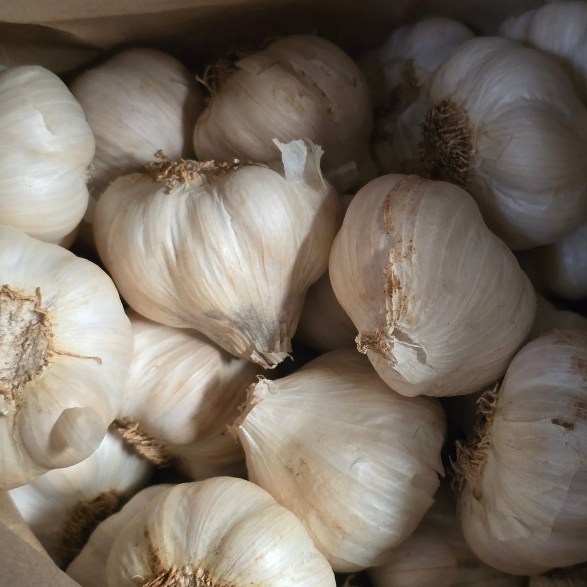 Garlic – Australian Purple (Allium sativum) | Early Maturing Purple Garlic with Sweet, Rich Flavour - Oldboy&